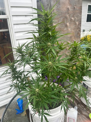 First ever grow — flower, day 74