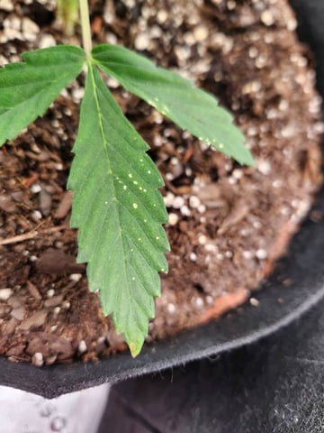 Winter Garden — vegetative, day 19