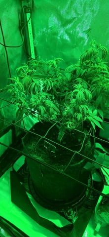 Ace Killer OG — flower, day 29