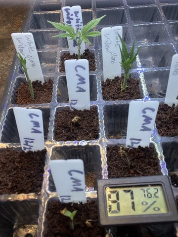 CMA  — seedling_rooting, day 5