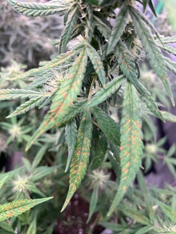 420 Fast Buds Mixed Pack — flower, day 70