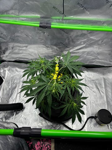 Fall 2025 Grow — vegetative, day 31