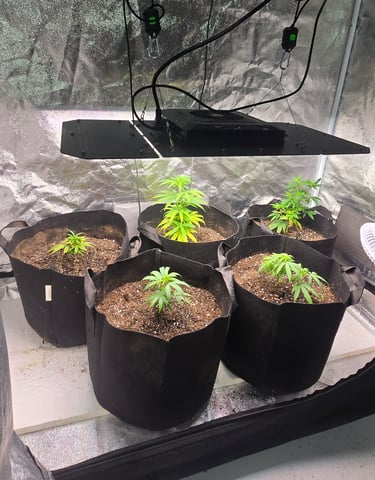 SBJ Clones — vegetative, day 15