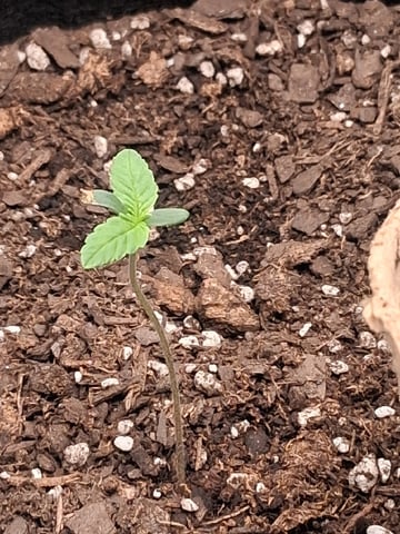 First Indoor Grow  — seedling_rooting, day 9