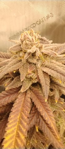 Second Grow — flower, day 54