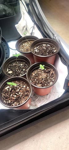 Poison Rainbows — seedling_rooting, day 5