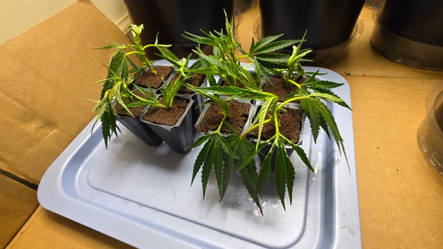 2nd Generation Clones — seedling_rooting, day 2