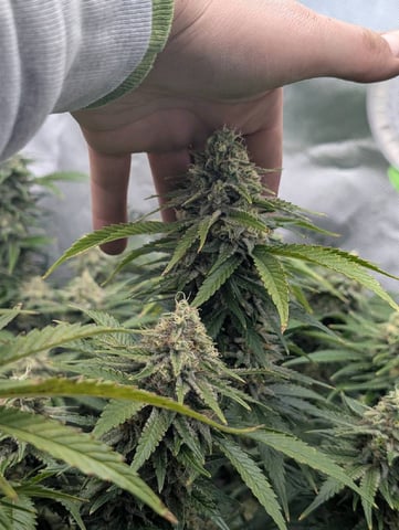 Golden Goat — flower, day 30