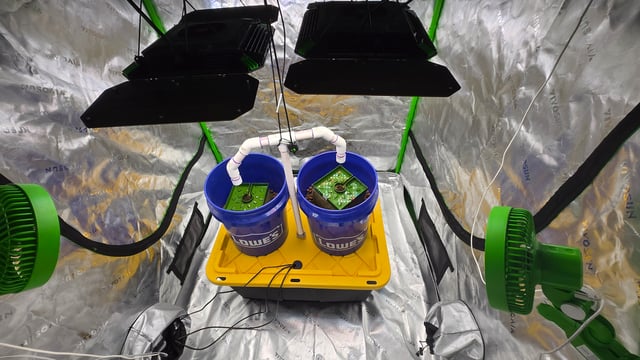 Fastbuds Autoflower Run — seedling_rooting, day 9