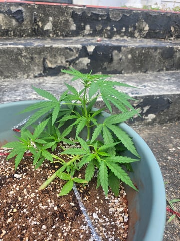 Green Gelato Auto — vegetative, day 32