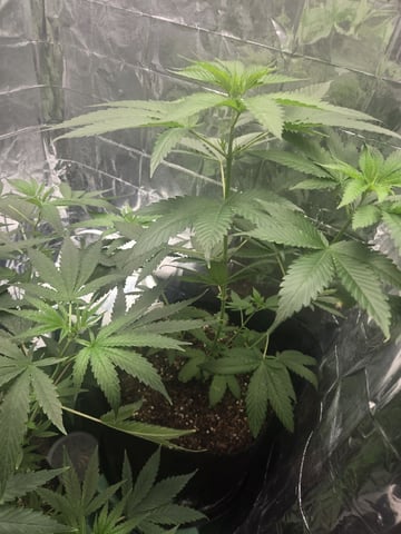 first grow second plant  — vegetative, day 164