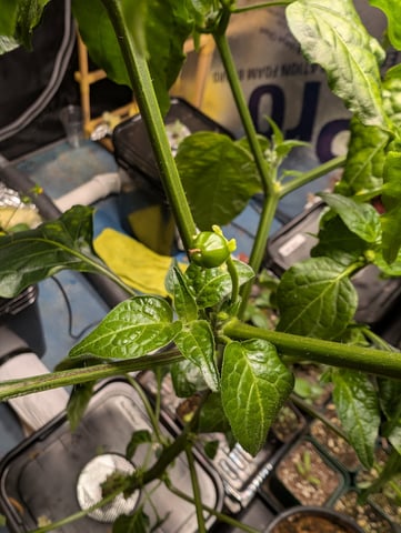 See what grows — vegetative, day 88