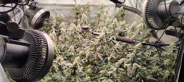 Straight Blasted  — flower, day 48