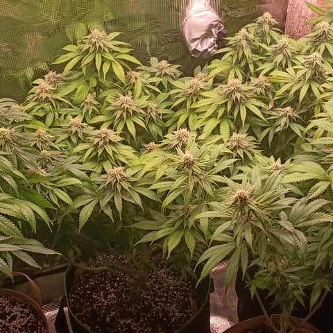 TentPlantLightFan — flower, day 104