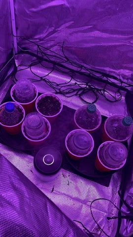 New Photos  — germination, day 1