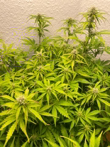 Mashenka — grow_setup, day 1