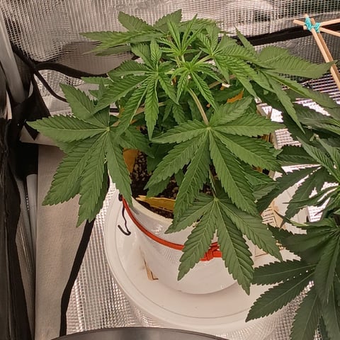 TentPlantLightFan — vegetative, day 48