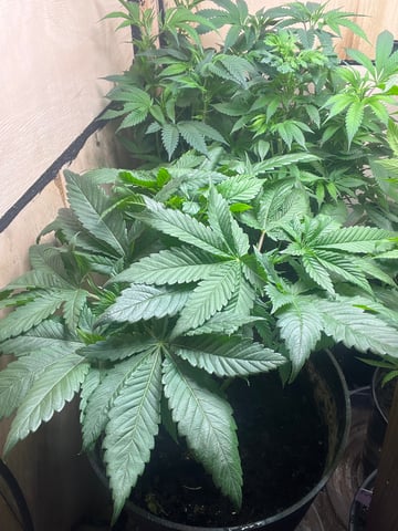 Cherry Pie  — vegetative, day 17