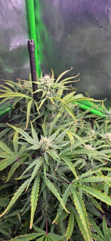 Fall '25 Indoor 2x4 — vegetative, day 62