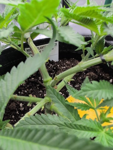 memphisto 3 bears OG, ethos high note r1 — flower, day 41