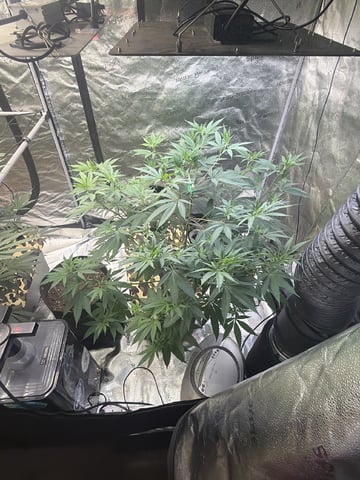 Humboldt, Hella Jelly. Jelly Donut  — flower, day 50