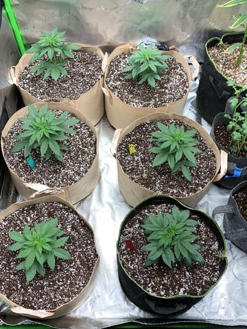 Papaya Frosting  — vegetative, day 26