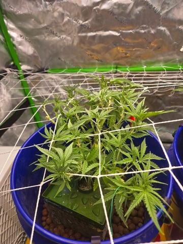 Fastbuds Autoflower Run — flower, day 50