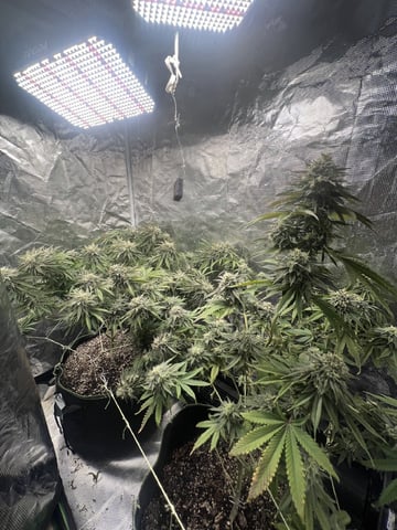 New LADIEZZ — flower, day 121