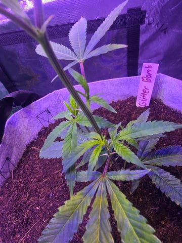 FIRST GROW — vegetative, day 9
