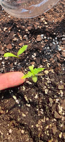 Let's just leave these right here! — germination, day 10