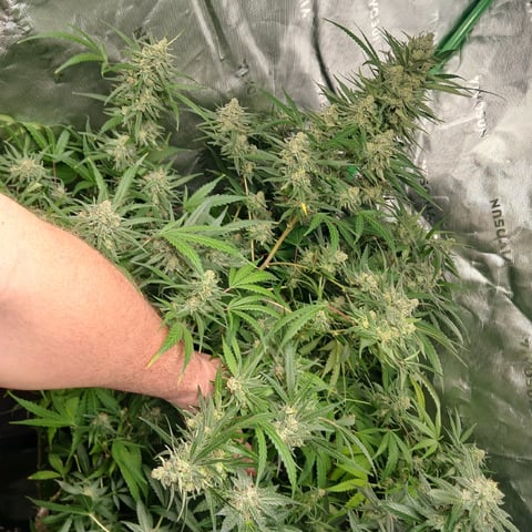 run #3 — flower, day 90