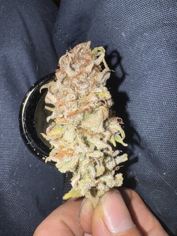 Hollywood Headband and LimeHeads  — done, day 204