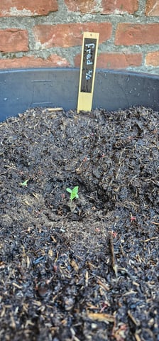 Purple Haze Autoflower — grow_setup, day 16