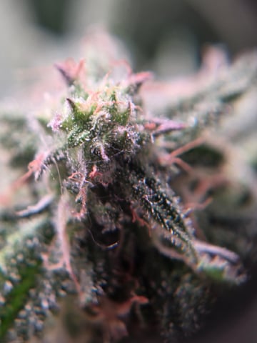 Blue Dream Feminized  — flower, day 138