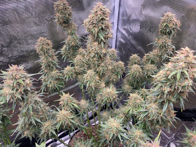 Auto Run #1 2025-2026 — flower, day 99