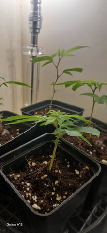  CUTTINGS  — vegetative, day 9