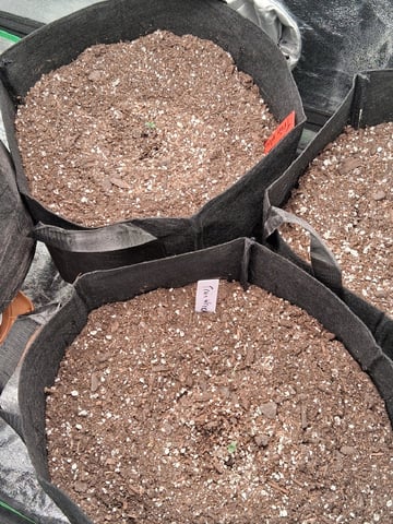 Lemon Cherry Cookies, Purple Haze and Strawberry Gorilla Grows — seedling_rooting, day 110