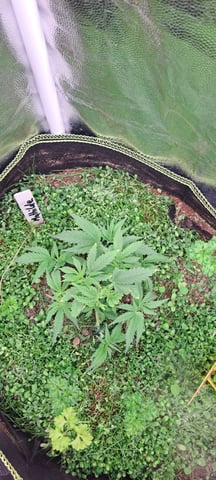 First Grow with the new setup  — vegetative, day 27