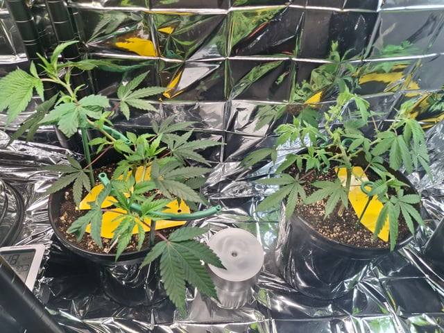 III — seedling_rooting, day 42