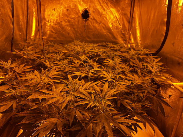 XJ-13 x Pennywise — flower, day 86