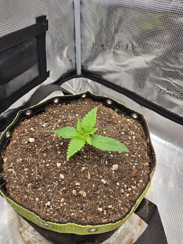 mc nuggets r1 — vegetative, day 10