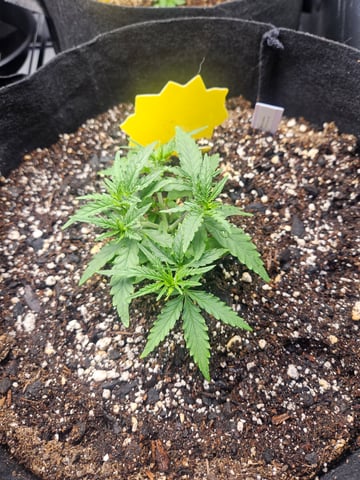 Black Widow  — vegetative, day 11