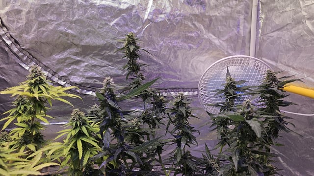 Amnesia Haze Run — flower, day 70