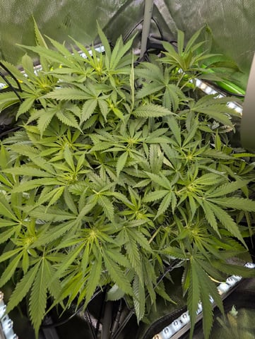 Cinderella 99 — flower, day 69