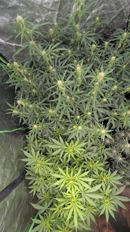 Strawberry Cheesecake Seedsman Seeds Autoflowers x2 — flower, day 50