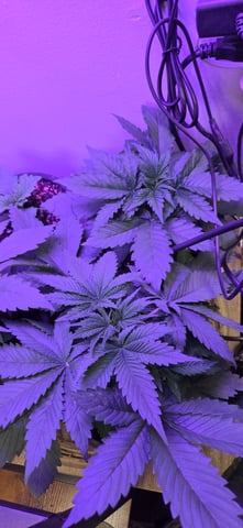 First GROE — grow_setup, day 1