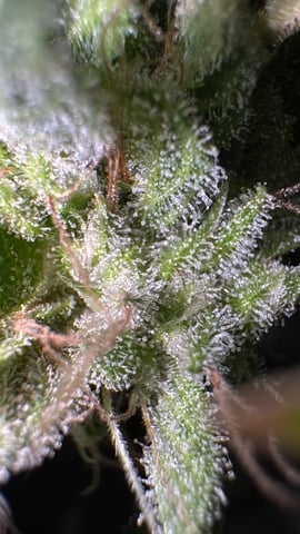 OG Kush — flower, day 151