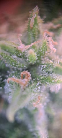 First Grow with the new setup  — auto, day 56