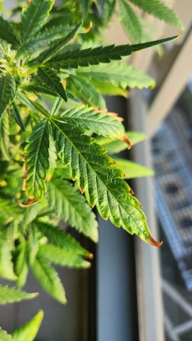 Royal Highness — flower, day 97