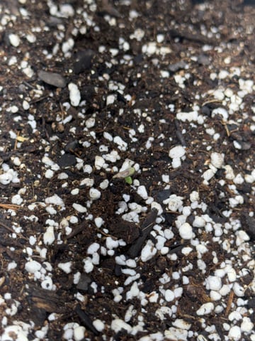 Firstgrow-autoflowers — germination, day 4